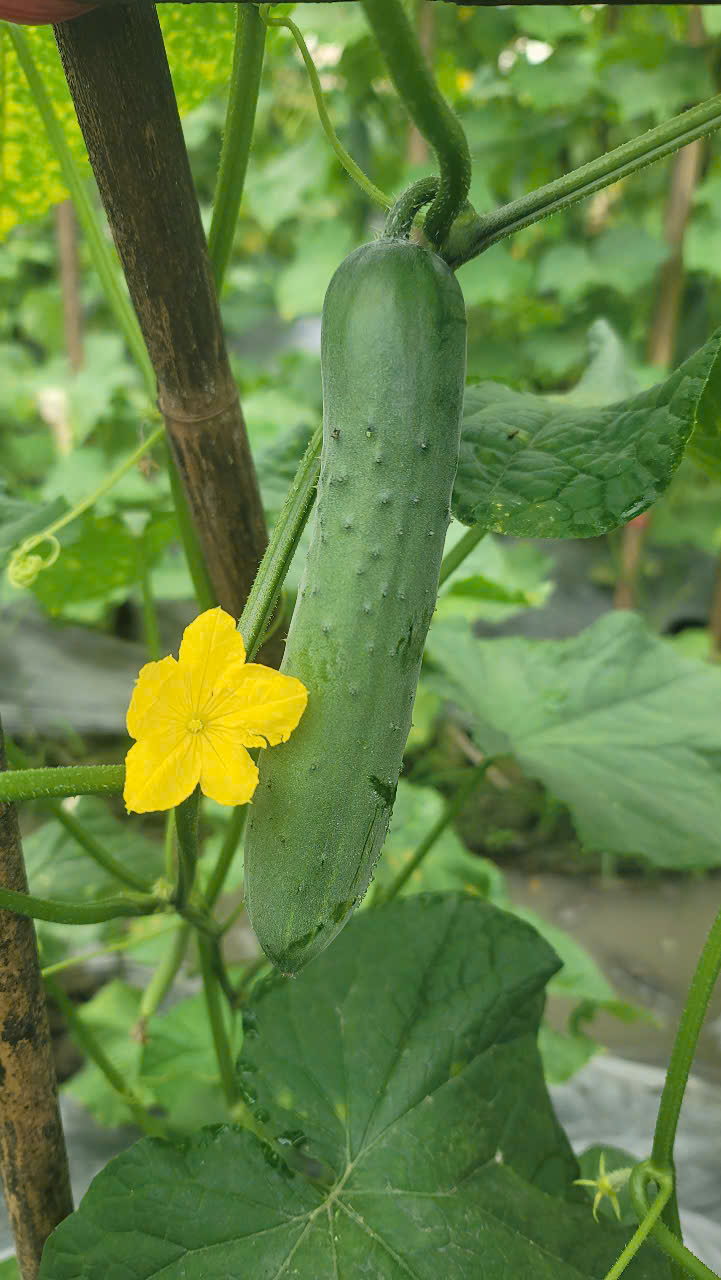 Hạt giống dưa chuột GCD89